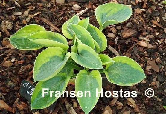 Hosta Gilded Teacup